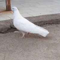 کبوتر