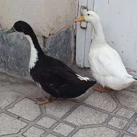سلام یه جفت اردک نر و ماده سفیده ماده مشکیه نر