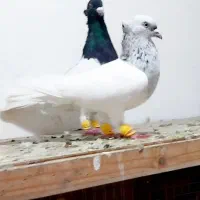 کفتر کله سیاه و کله آبی