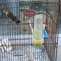 سهره قناری ماده|پرنده|اردبیل, |دیوار