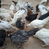 مرغ خروس گلین اصل درجه یک|حیوانات مزرعه|برخوار, |دیوار