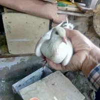 کبوتر  و ارک