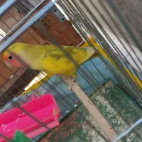 طوطی برزیلی