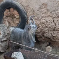 پازن ۲ساله خوشگل و خوش ذات|حیوانات مزرعه|ابرکوه, |دیوار