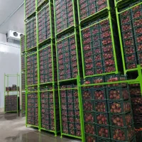 انار صادراتی