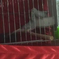 الماسی