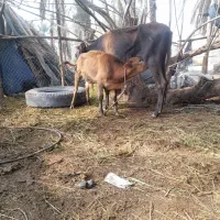 دوعدد گاو زایده جرسی