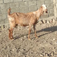 بز دوقلو زا جوان
