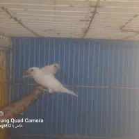 فنچ بنگالی