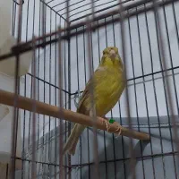 قناری نر فائو خارجی