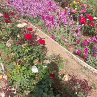 خدمات باغبانی|خدمات باغبانی و درختکاری|شیراز, گویم|دیوار