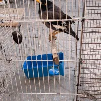 مرغ مینا جوجه|پرنده|فسا, |دیوار