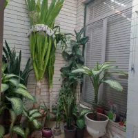 فروش دیفن وذرتی|گل و گیاه طبیعی|شیراز, تندگویان|دیوار