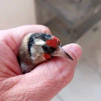 سهره|پرنده|قم, شاه ابراهیم|دیوار