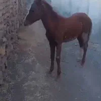 کره اسب نریون