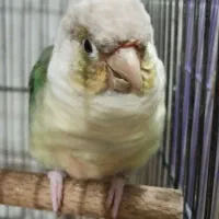 دو عدد گرینچیک|پرنده|بندرعباس, |دیوار