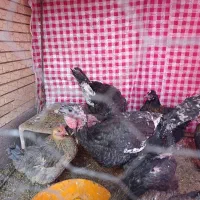 بوقلمون جوان|حیوانات مزرعه|رفسنجان, |دیوار