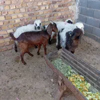 چهار عدد بره نر ماده گوزلی فروشی