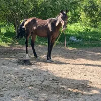اسب|اسب و تجهیزات اسبسواری|ارومیه, |دیوار