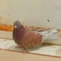 کفتر|پرنده|قم, شهرک فاطمیه|دیوار