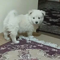سگه پاکوتاه|سگ|ارومیه, |دیوار