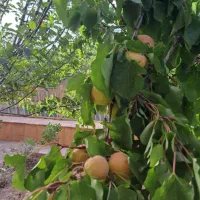 باغ ویلا|فروش خانه و ویلا|خلجستان, |دیوار