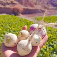 پیاز محلی گوغر کیلو ۳۵ شلغم  ۴۵ تحویل در خونه|حراج|سیرجان, |دیوار