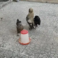 مرغ و خروس زینتی