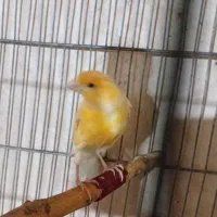 قناری نر|پرنده|گل تپه, |دیوار