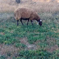 دو راس میش جوان و آبستن|حیوانات مزرعه|شیدا, |دیوار