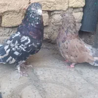 کبوتر سرور و زرد