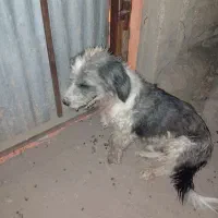 سگ نر بسیار عاقل و باهوش واکسن زده حرف گوش کن