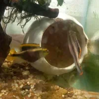 ماهی جوئل وکریبینسیس