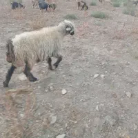 بره گوسفند میش بز