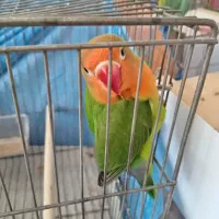 کوتوله برزیلی|پرنده|نجفآباد, سعدی|دیوار