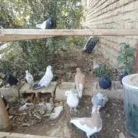 کبوتر|پرنده|صدرا-فارس, فاز ۱|دیوار