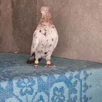 فروش کبوتر|پرنده|شیراز, هفت تنان|دیوار