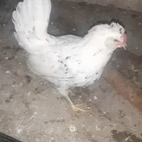 تخم مرغ گلین نطفه دار