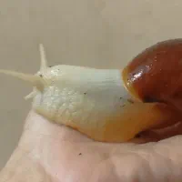 حلزون البینو|خزنده|جهرم, |دیوار