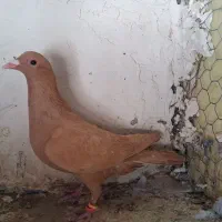 تعدادی ماده