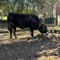 گوساله نر|حیوانات مزرعه|رشت, گیل|دیوار