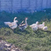 قوغاز اکراینی|حیوانات مزرعه|فاضل آباد, |دیوار