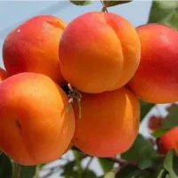 نهال شلیل وهلو|گل و گیاه طبیعی|مشگین شهر, |دیوار