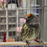 گلبسر(قناری،سهره)|پرنده|کرمانشاه, |دیوار