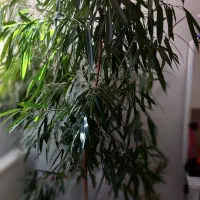 زیباترین و خاصترین گل و گیاه آپارتمانی