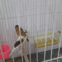 جوجه قناری|پرنده|مشهد, باغون آباد|دیوار