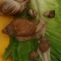 حلزون