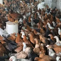 جوجه مرغ گلپایگان نیمچه ۳ و ۴ ماهه گردن لختی،کاکلی|حیوانات مزرعه|رشت, انصاری|دیوار