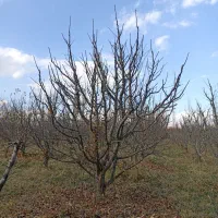 هرس|خدمات باغبانی و درختکاری|ارومیه, |دیوار