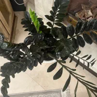 گیاه شاداب و مناسب|گل و گیاه طبیعی|تهران, امانیه|دیوار